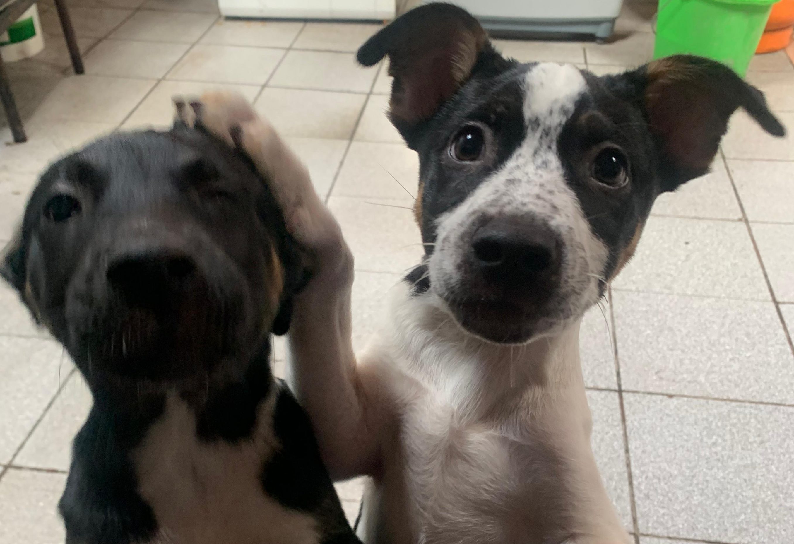 Hogar_Temporal Dos cachorros rescatados jugando felices en un hogar temporal.