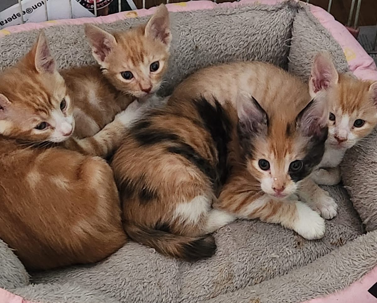 Camada de gatitos rescatados descansando en un refugio gracias a quienes decidieron transformar su participación en ayuda concreta.